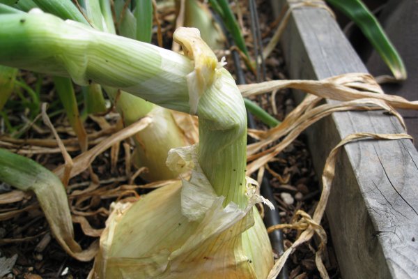 Kraken onion link