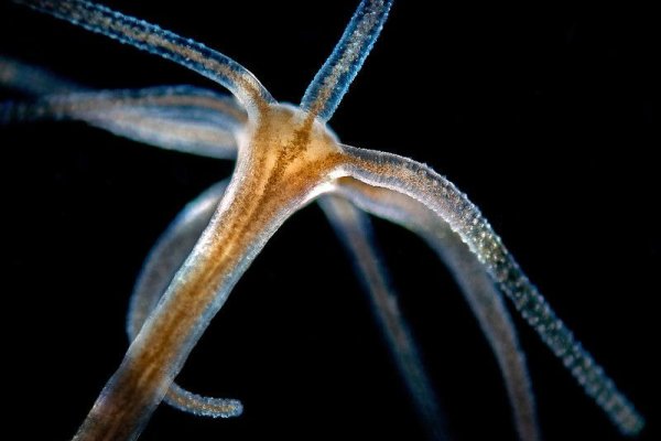 Kraken ссылка kraken torion