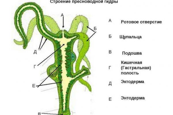 Ссылка кракен сегодня